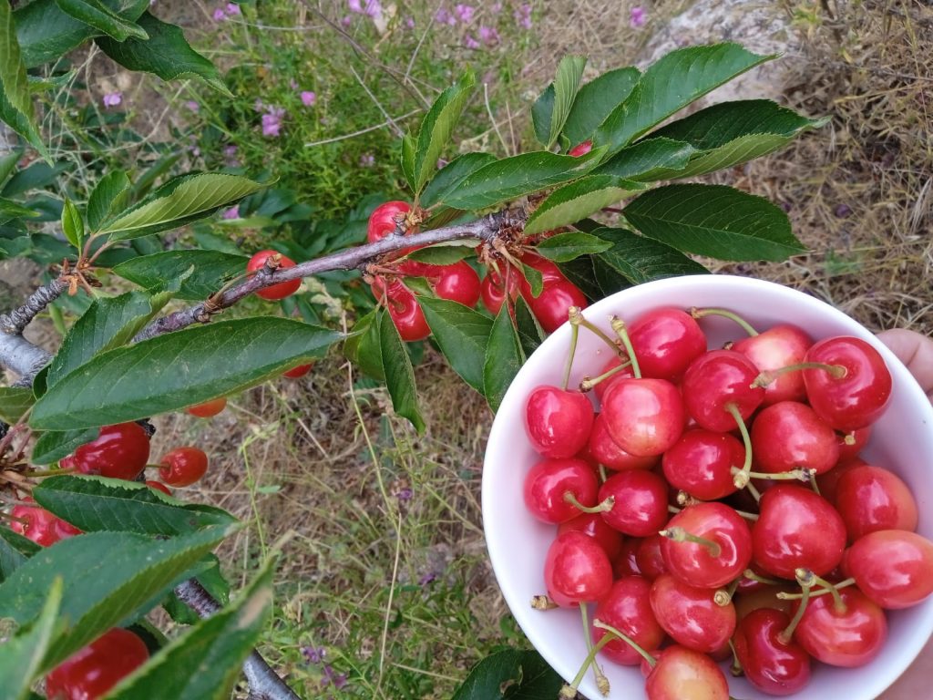 Cerezas Bee Garden