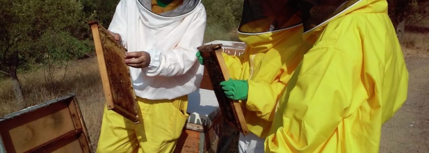 Cursos de Apicultura de 2020 con Bee Garden Málaga