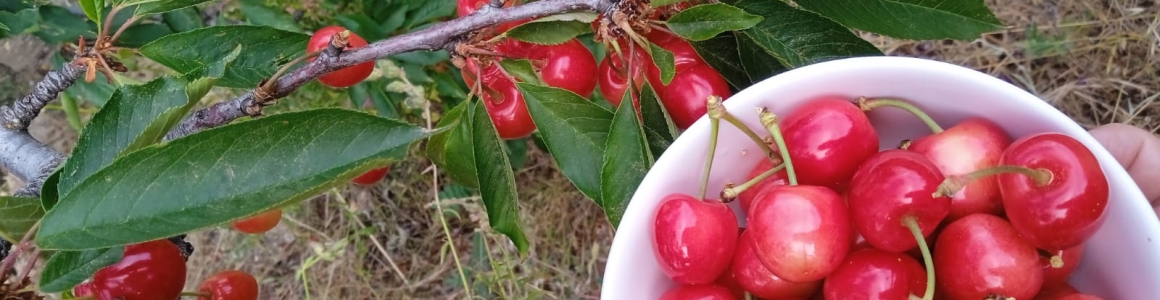 cerezas Bee Garden Málaga