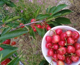 Cerezas locales Bee Garden Sierra de las Nieves