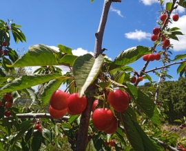 Agroturismo en el Parque Nacional Sierra de las Nieves-Recogida de cerezas