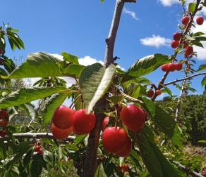 Agroturismo en el Parque Nacional Sierra de las Nieves-Recogida de cerezas