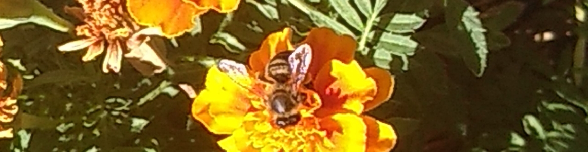 tagete-abeja